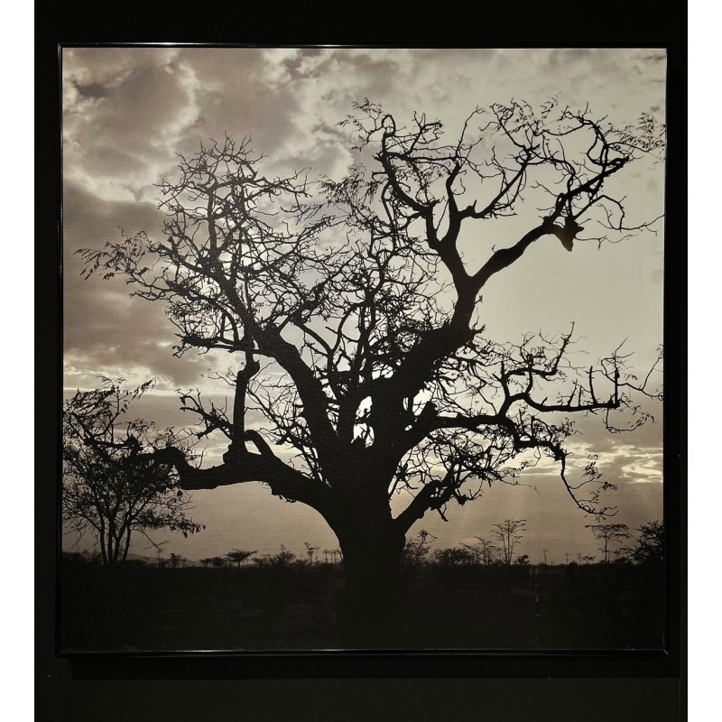 Quadro Albero Nero